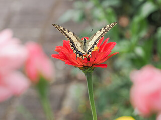 butterfly, flower, summer, nature, wings, garden, 
