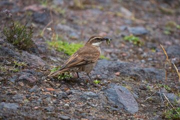 Stout-billed Cinclodes, (Cinclodes excelsior) adult with insect grubs in its bill, high Andes,