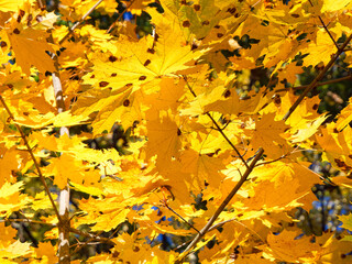 Maple leaves in focus, autumn season, warm light.