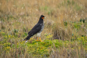 Carunculated caracara (Phalcoboenus carunculatus) in a field, in the park around Antisana national park Ecuador