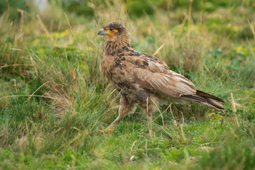 Fototapeta premium Carunculated caracara (Phalcoboenus carunculatus) in a field, in the park around Antisana national park Ecuador