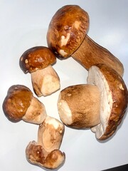 cleaned young porcini mushrooms on white background