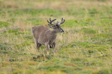 Andean White-tailed Deer on a paramo meadow in Antisana Volcano Ecological Reserve in Ecuadorian Andes