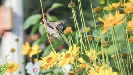 szczygieł  , ptak , czerwony,  OLYMPUS DIGITAL CAMERA © Iwona