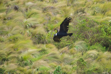Andean Condor flying over the most beautiful landscapes of the Ecuadorian Andes Antisana National...