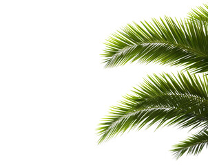 Obraz premium Tropical green palm leaves, cut out