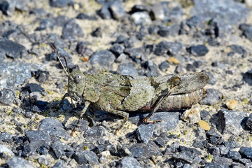 Blauflügelige Ödlandschrecke // Blue-winged grasshopper  (Oedipoda caerulescens)