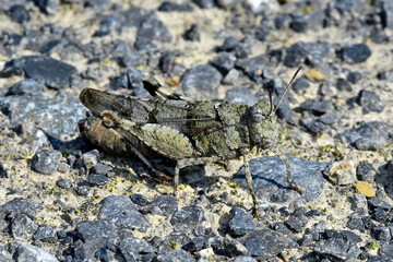 Blauflügelige Ödlandschrecke // Blue-winged grasshopper  (Oedipoda caerulescens)
