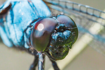 オオシオカラトンボの複眼 © chibana