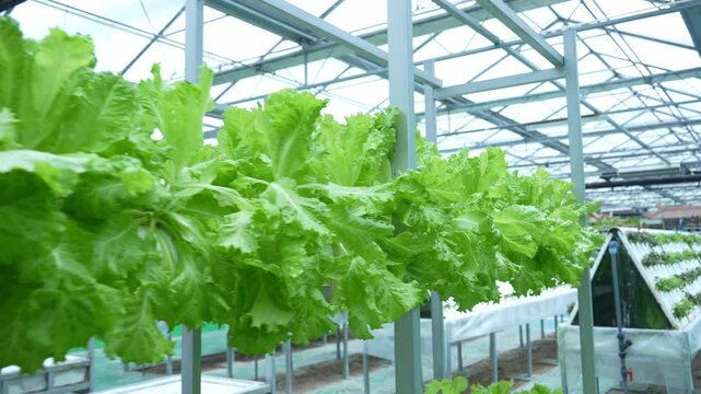 soilless cuture in vegetable greenhouse