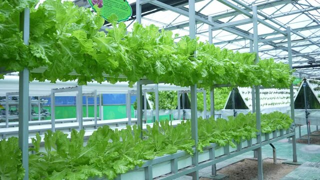 soilless cuture in vegetable greenhouse