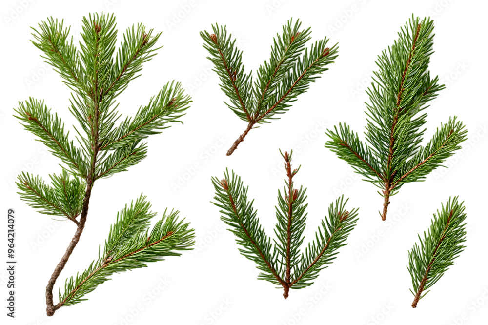 Wall mural branch of pine, fir tree collection png isolated on transparent background