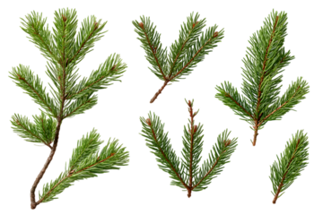 Branch of pine, fir tree collection png isolated on transparent background
