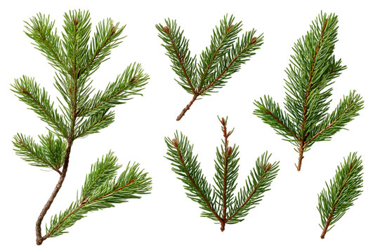 Branch of pine, fir tree collection png isolated on transparent background
