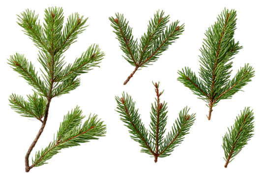 Branch of pine, fir tree collection png isolated on transparent background
 - Powered by Adobe