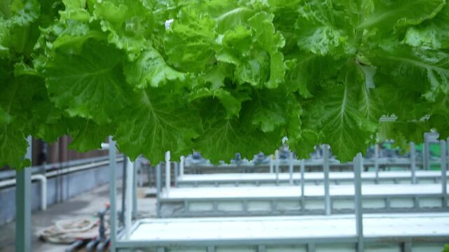 soilless cuture in vegetable greenhouse