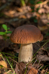 Close up to porcini mushroom in autumn forest. White forest mushroom.