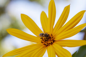 A bee at a blooming yellow flower. Flower beautiful nature background.