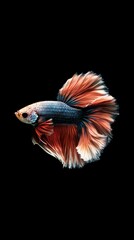 Fototapeta premium halfmoon betta fish multicolor on a black background 