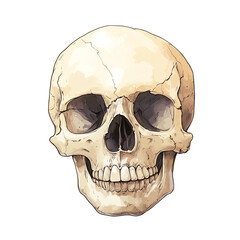 Obraz premium A detailed illustration of a human skull
