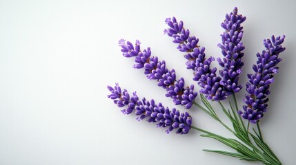 Obraz premium A serene arrangement of lavender flowers on a light background.