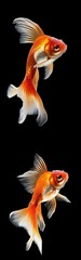 Fototapeta premium Goldfish isolated on black background