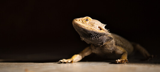 Dragon barbu pogona