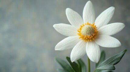 A close-up of a white flower with yellow center and green leaves.