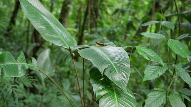 Acercamiento de la vegetaci&oacute;n del bosque tropical de Costa Rica