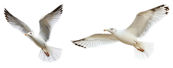  Collecting Seagull in Flight Isolated on Transparent Background