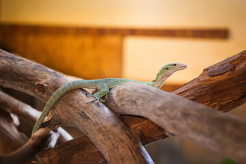 Reptile varan émeraude