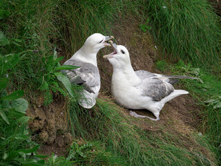 Northern Fulmar, Fulmarus glacialis, courtship