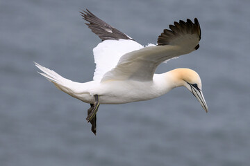 Northern Gannet, Gannet, Morus bassanus, in flight