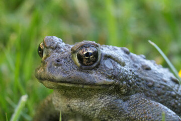 Closeup on an adult Western toad, Anaxyrus or Bufo boreas sitting on the grass