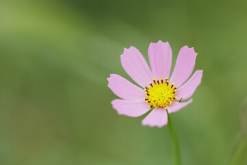 Obraz premium 秋桜４