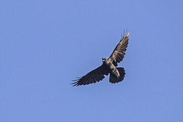 Common raven (Corvus corax) flying on the blue sky