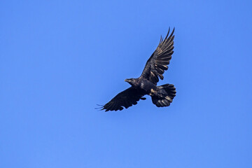 Common raven (Corvus corax) flying on the blue sky