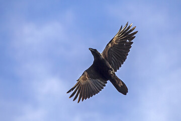 Common raven (Corvus corax) flying on the blue sky