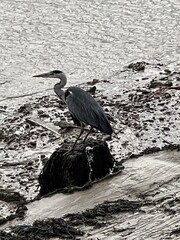 great heron