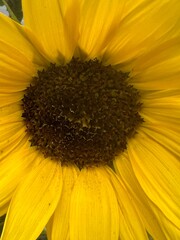 close up of sunflower