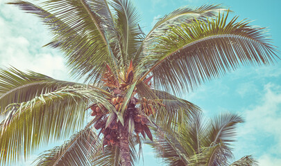 Coconut palm trees against the sky, retro color toning applied.