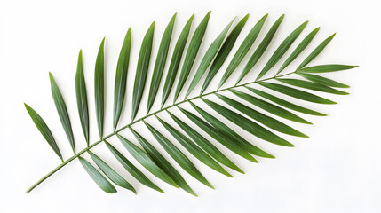 Fototapeta premium Single tropical palm leaf isolated on white background