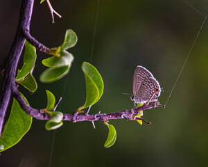A Plains Cupid Butterfly