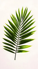 Single tropical palm leaf isolated on white background