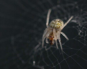 Orb Spider