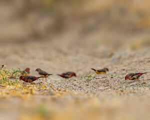 A Flock of Red Avadavat grazing