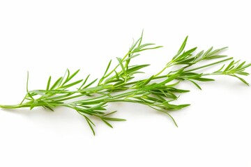 Fototapeta premium A fresh Caraway isolated on white