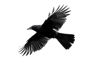Obraz premium Beautiful black raven, crow in flight isolated on white background