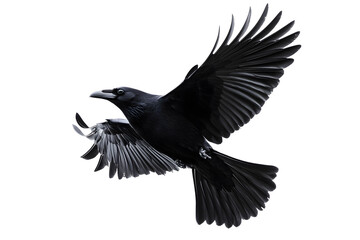 Fototapeta premium Beautiful black raven, crow in flight isolated on white background