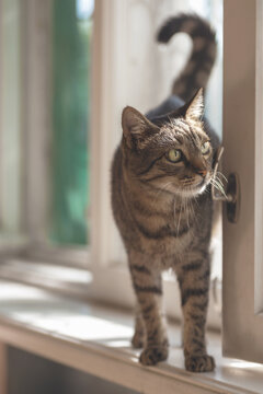ordinary domestic cat looks attentively standing on the windowsill near the window with its tail raised in the form of a question mark